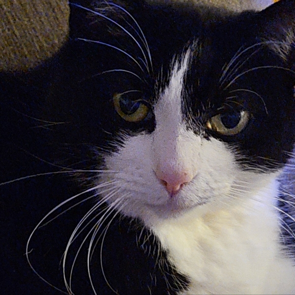 Meet your Posher, Kendall - Picture 5 of 6